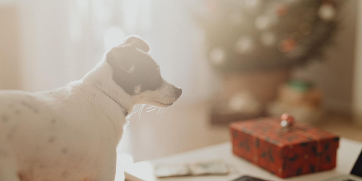 Best Dog Christmas Gifts UK 2025: 9 Perfect Presents for Dogs & Dog Lovers