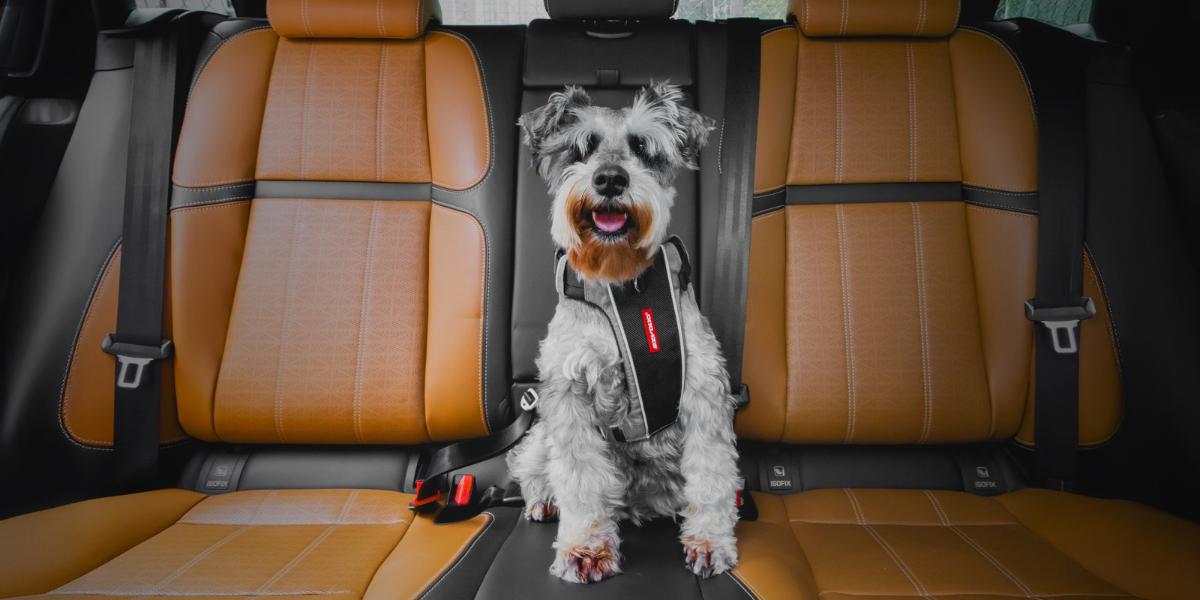 Buckle Up, Pup! Which Dog Car Restraint Is Right for Your Adventures?