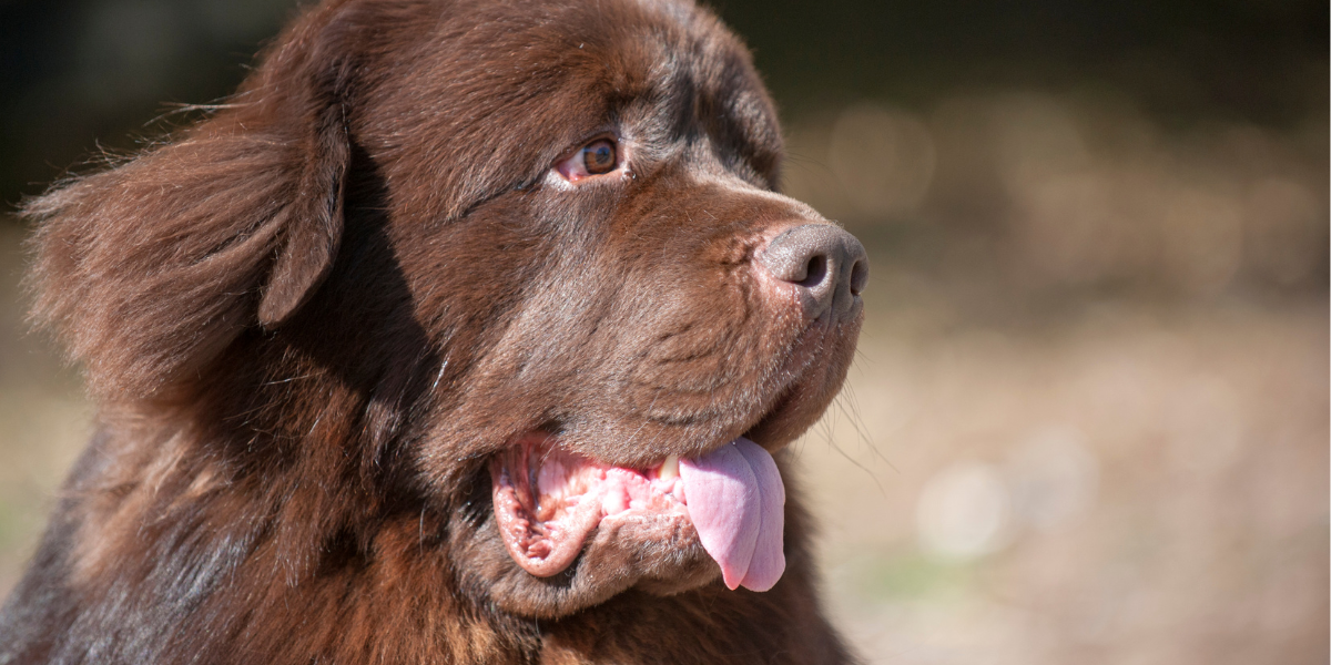 Strong Puller? Why You Need a Durable Lead That Won't Snap or Fray