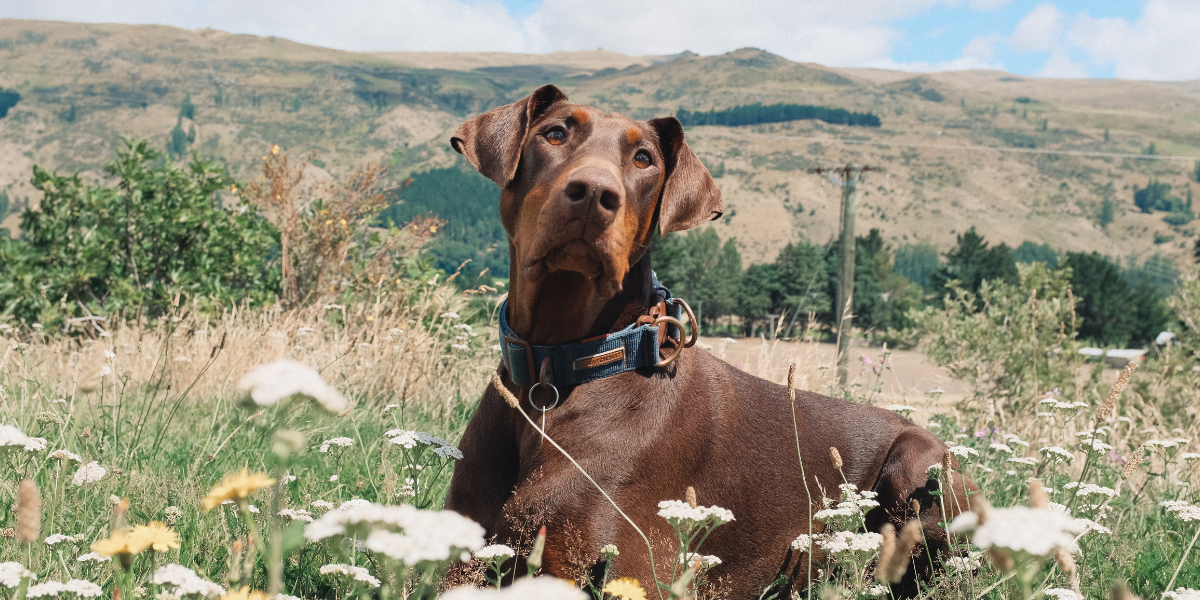 EzyDog Dog Collar