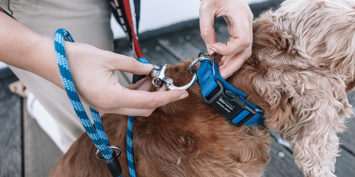 a person fitting the EzyDog Collar