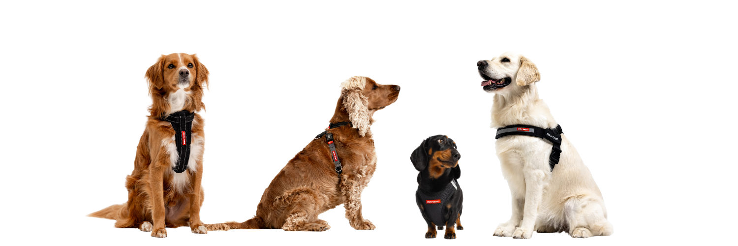 4 Dogs various breeds all in EzyDog Gear