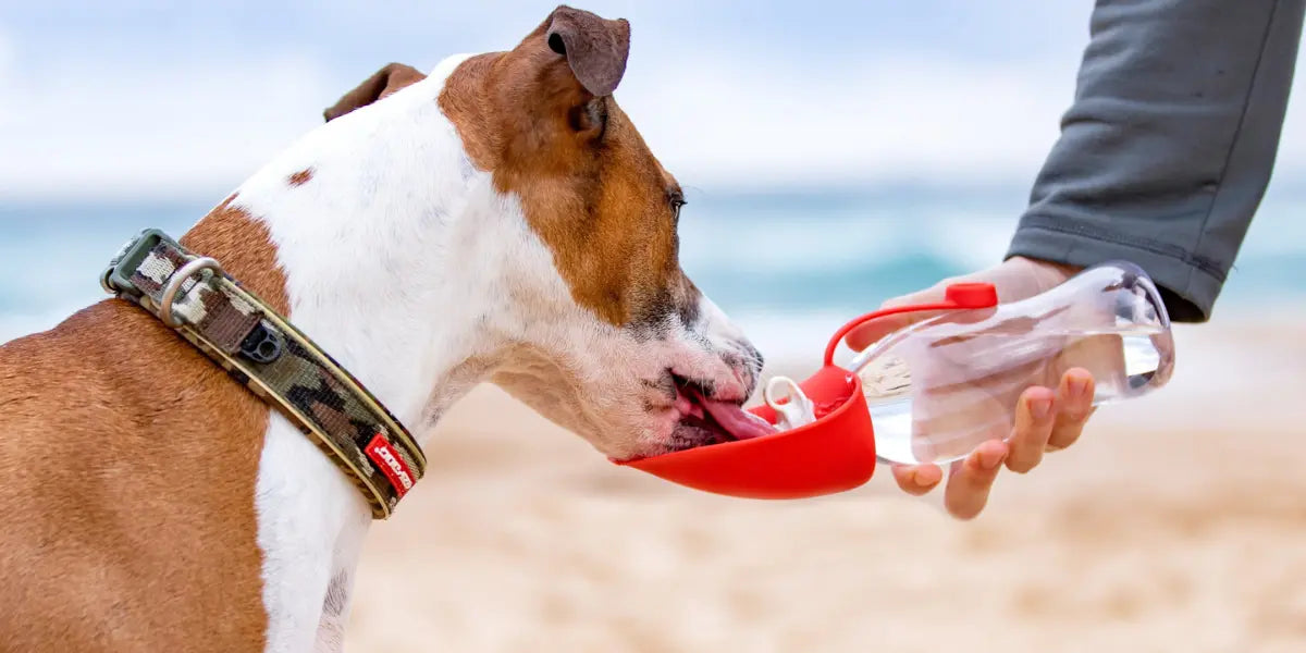 Best Portable Dog Water Bottle for Walks and Travel