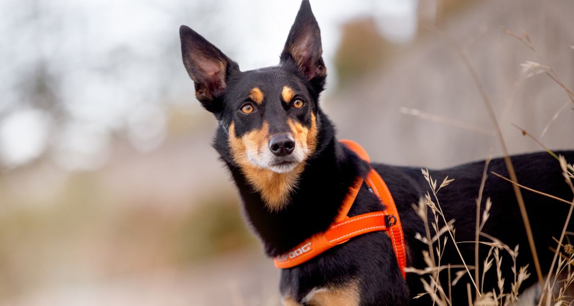 Dog Firework Survival Guide: 6 Tips to Help Anxious Pups Stay Calm