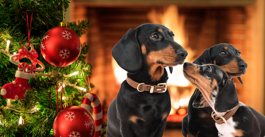 Dog Gifts Buyer’s Guide: How to Choose the Right Gift For Your Dog