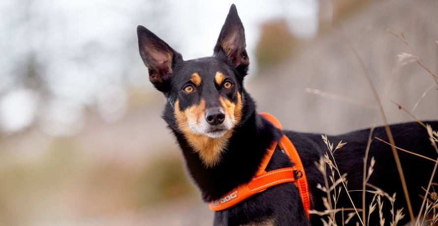 a dog wearing EzyDog Harness