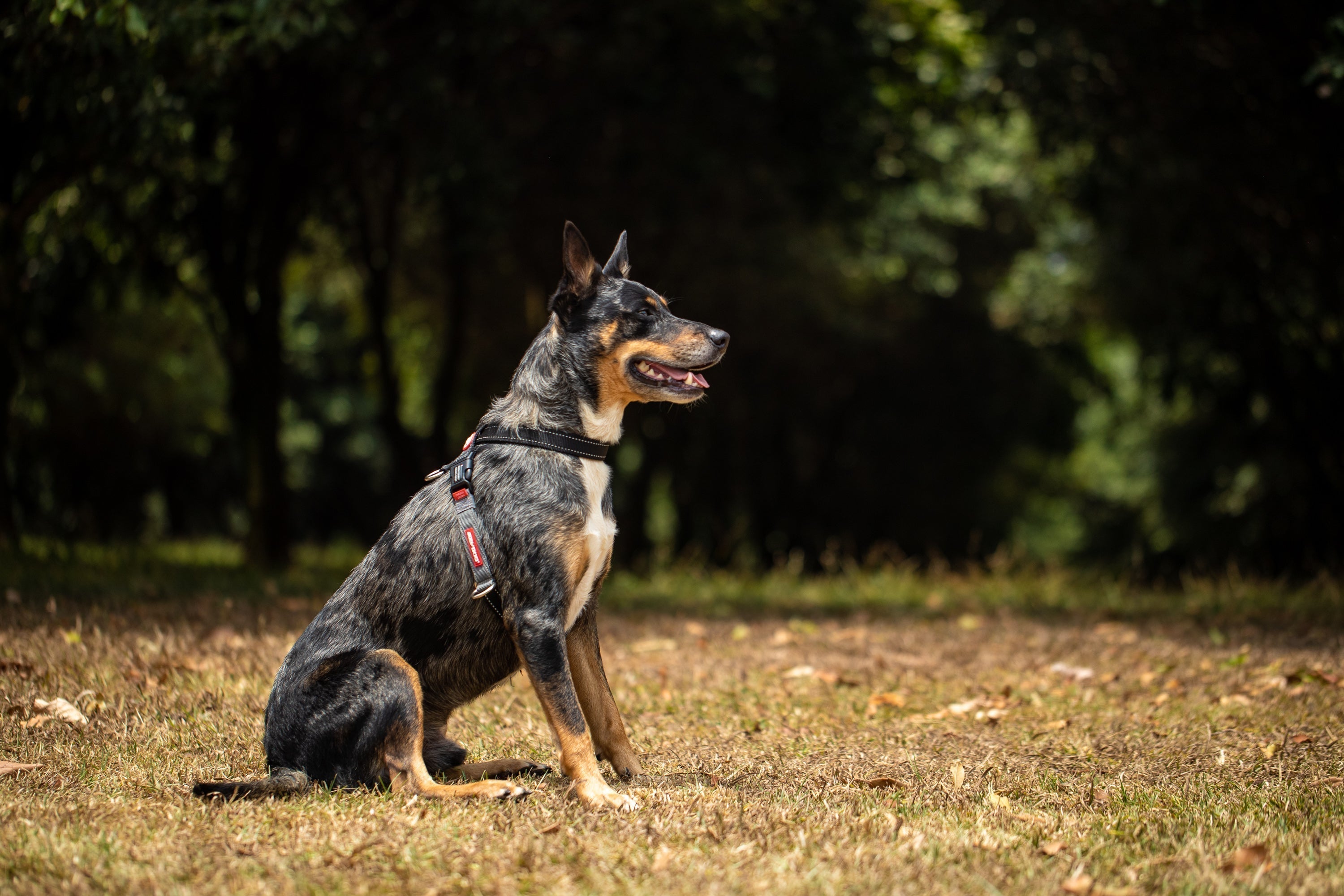 a dog wearing an EzyDog Harness