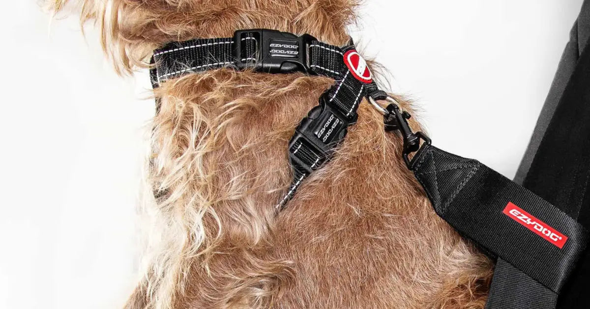 Dog wearing an EzyDog chest plate harness securely fastened, demonstrating proper fit for safe and comfortable walks: transitioning from a collar