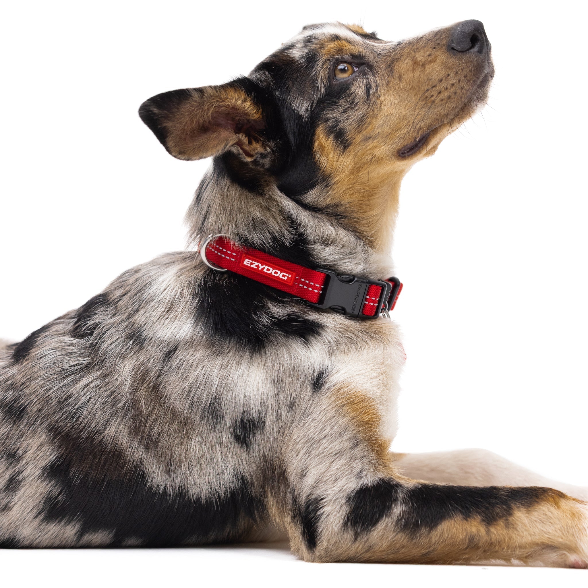 EzyDog XL Dog Collar for large-sized dog