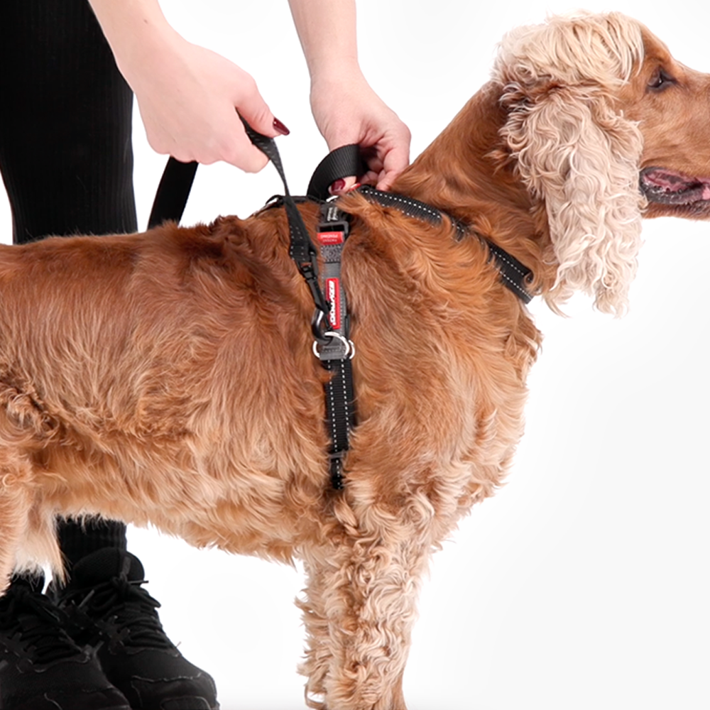 Cocker Spaniels wearing EzyDog Medium Dog Harness