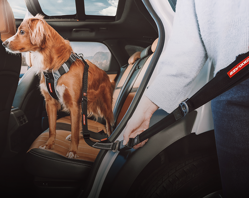 Dog car and travel accessories for safety