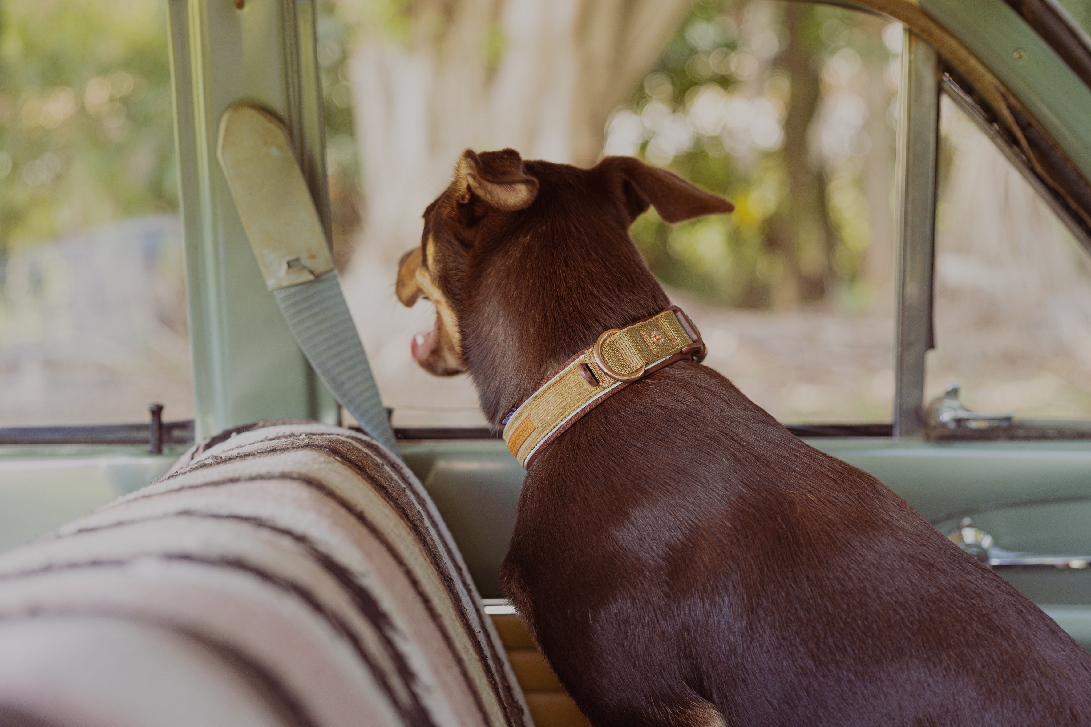 Dog wearing corduroy dog collars