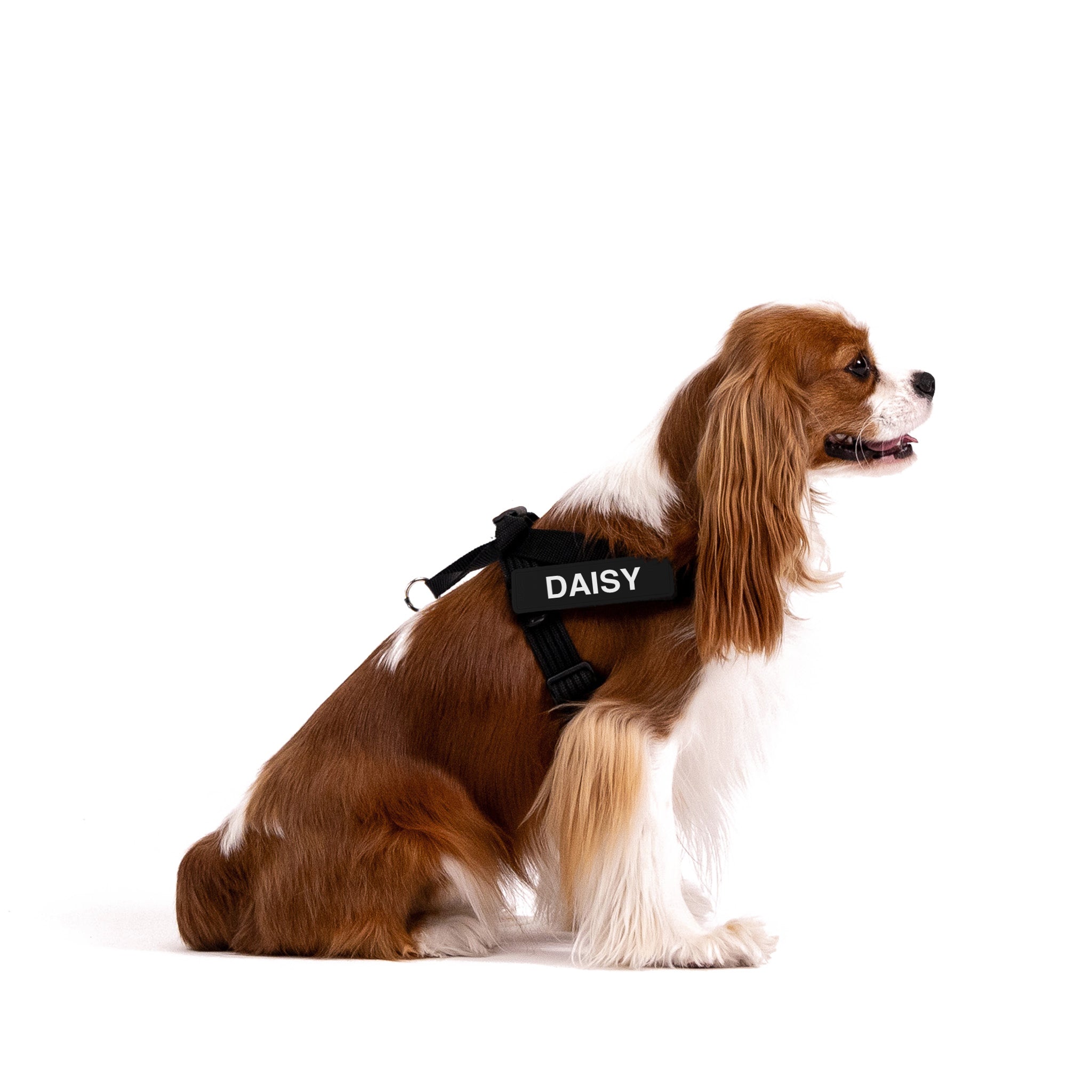 a dog wearing EzyDog Express Harness (a kind of service or assistance dog harnesses)