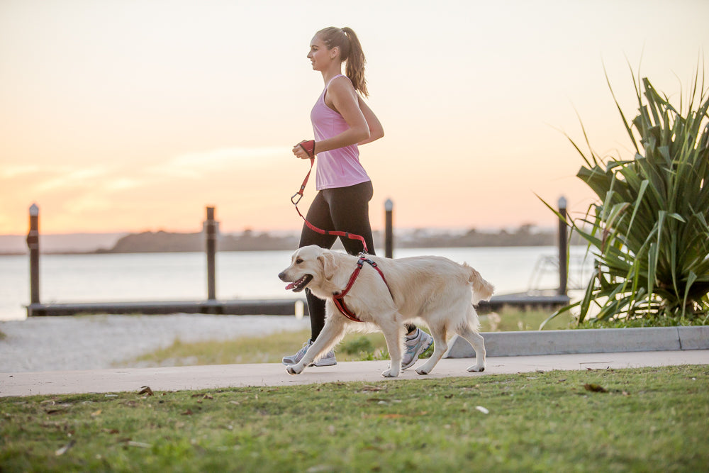 Woman jogging with a Labrador on an EzyDog dog running lead at sunset — hands-free running lead for active dog owners