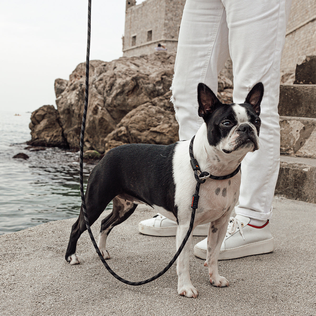 Dog Slip Leads UK: Slip Lead with Stopper | EzyDog