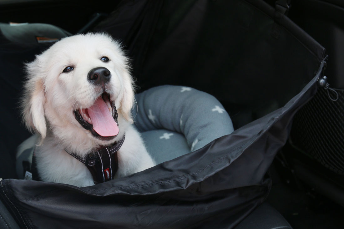 Golden Retriever puppy wearing an EzyDog harness sitting in a black dog car seat cover in the back of a car; EzyDog Puppy Accessories UK