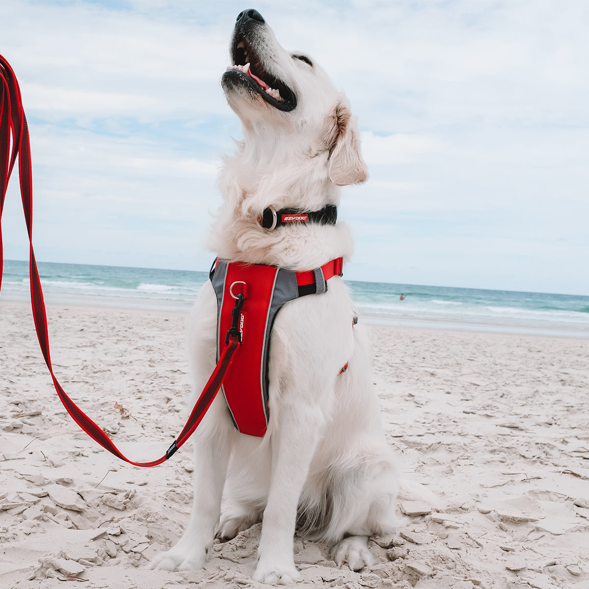 A dog wearing EzyDog No-pull dog harness