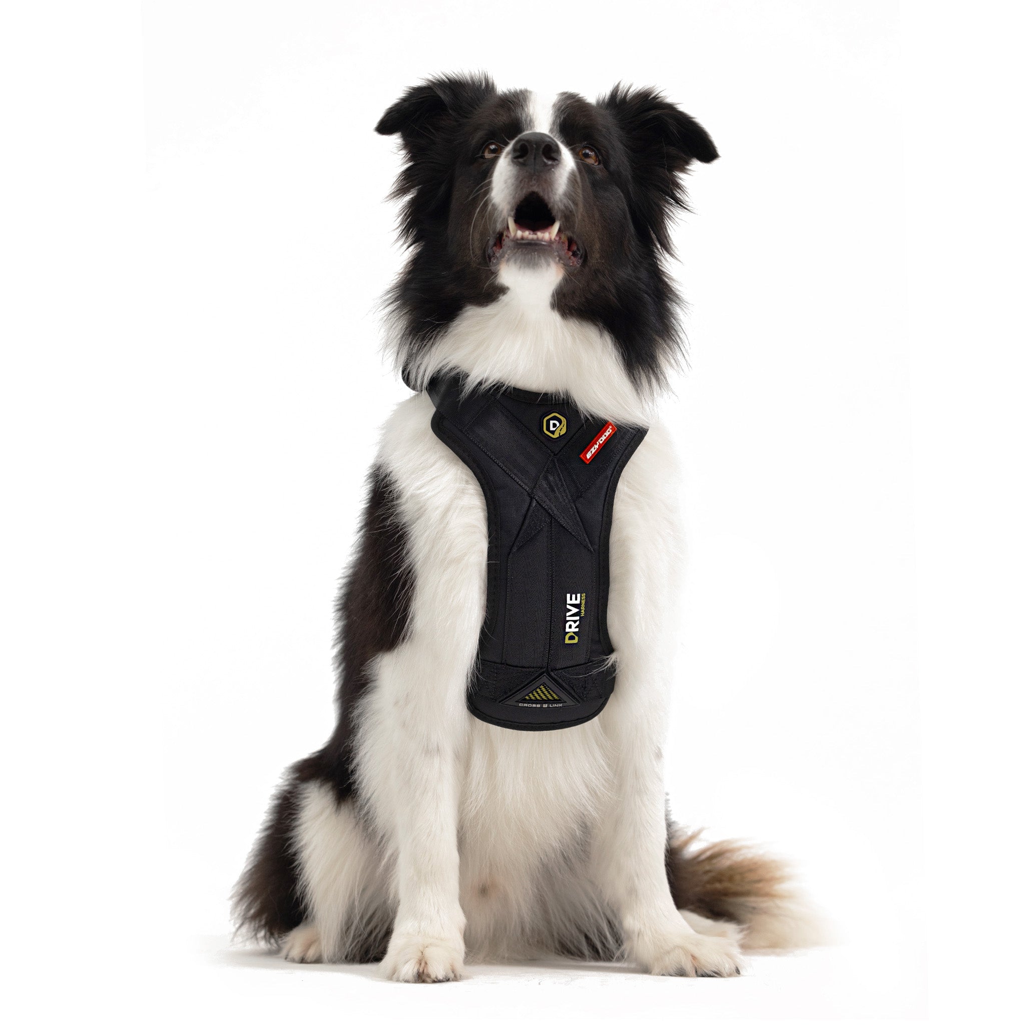 a dog wearing EzyDog Drive harness