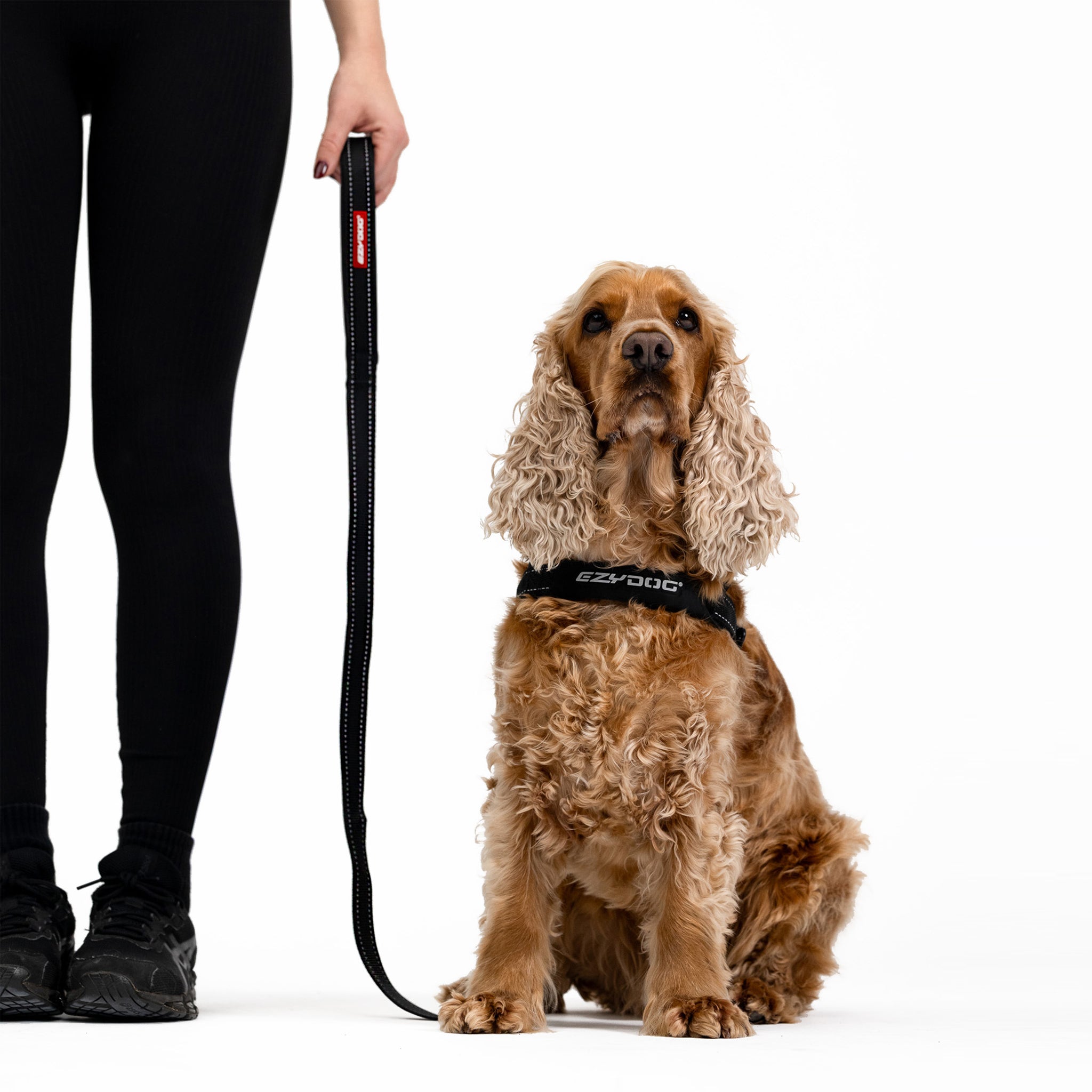 a dog wearing essential leash
