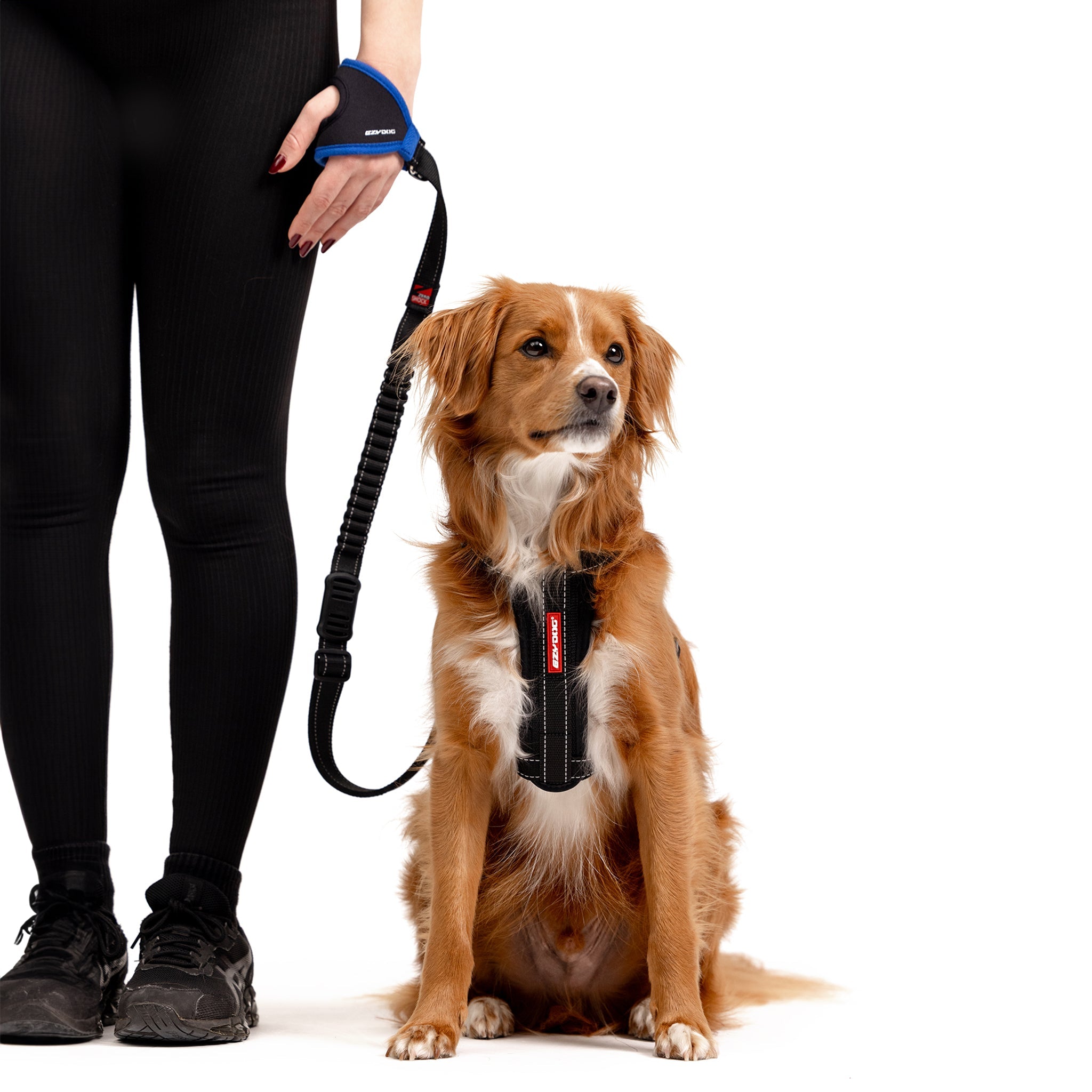 a dog with EzyDog Handy leash