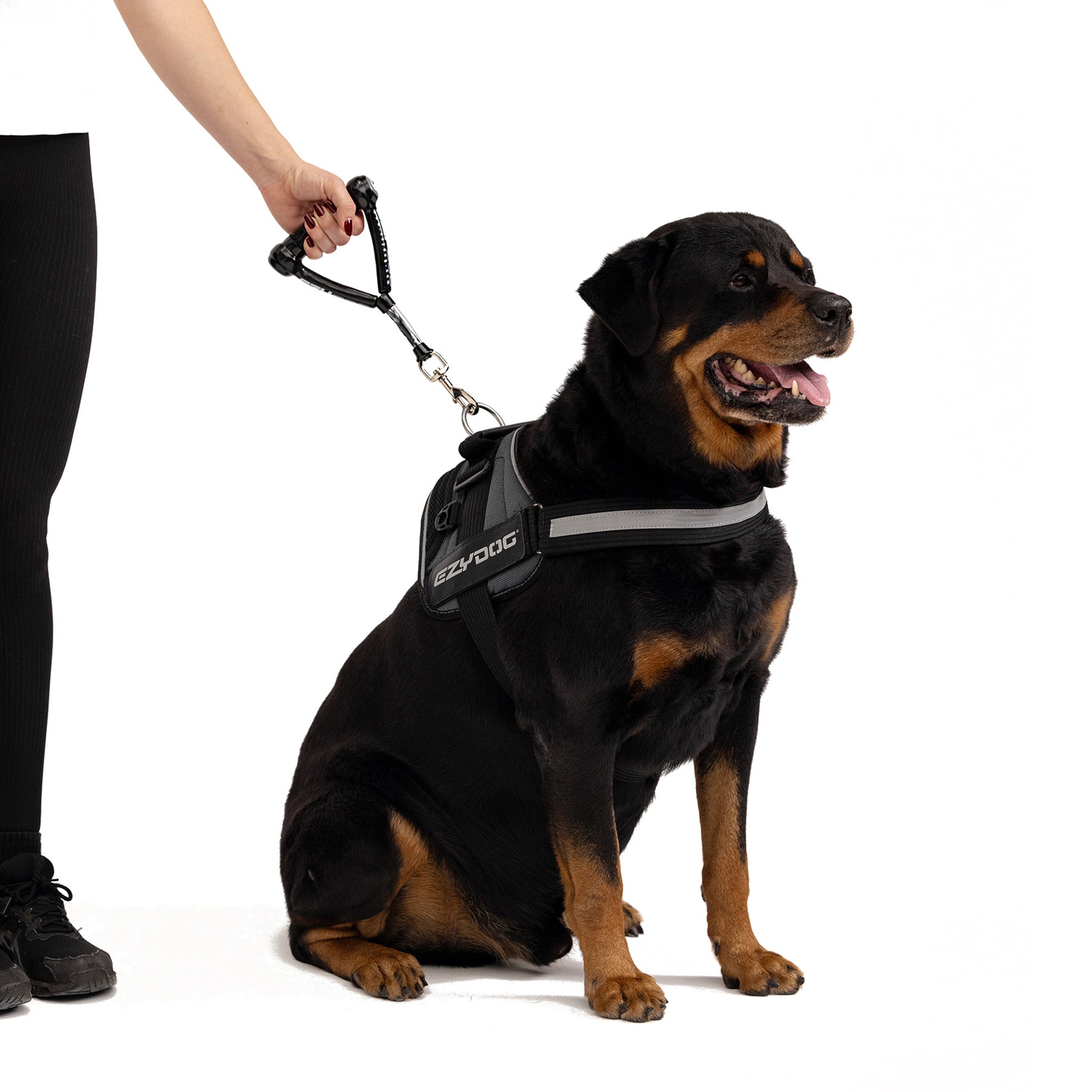 a dog with Mongrel leash - Black and red dog leash with handle on a white background