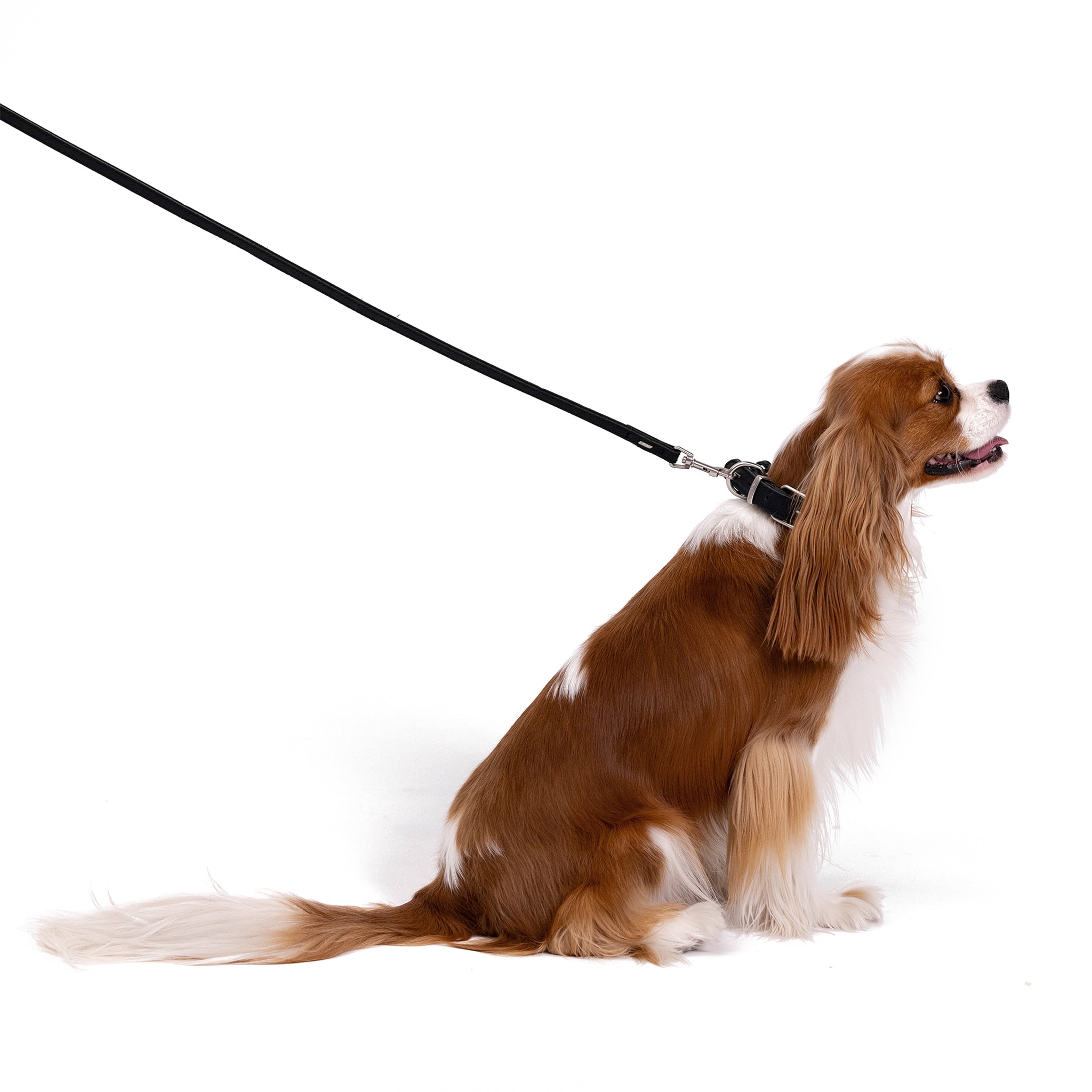 a dog with EzyDog oxford leather leash lite