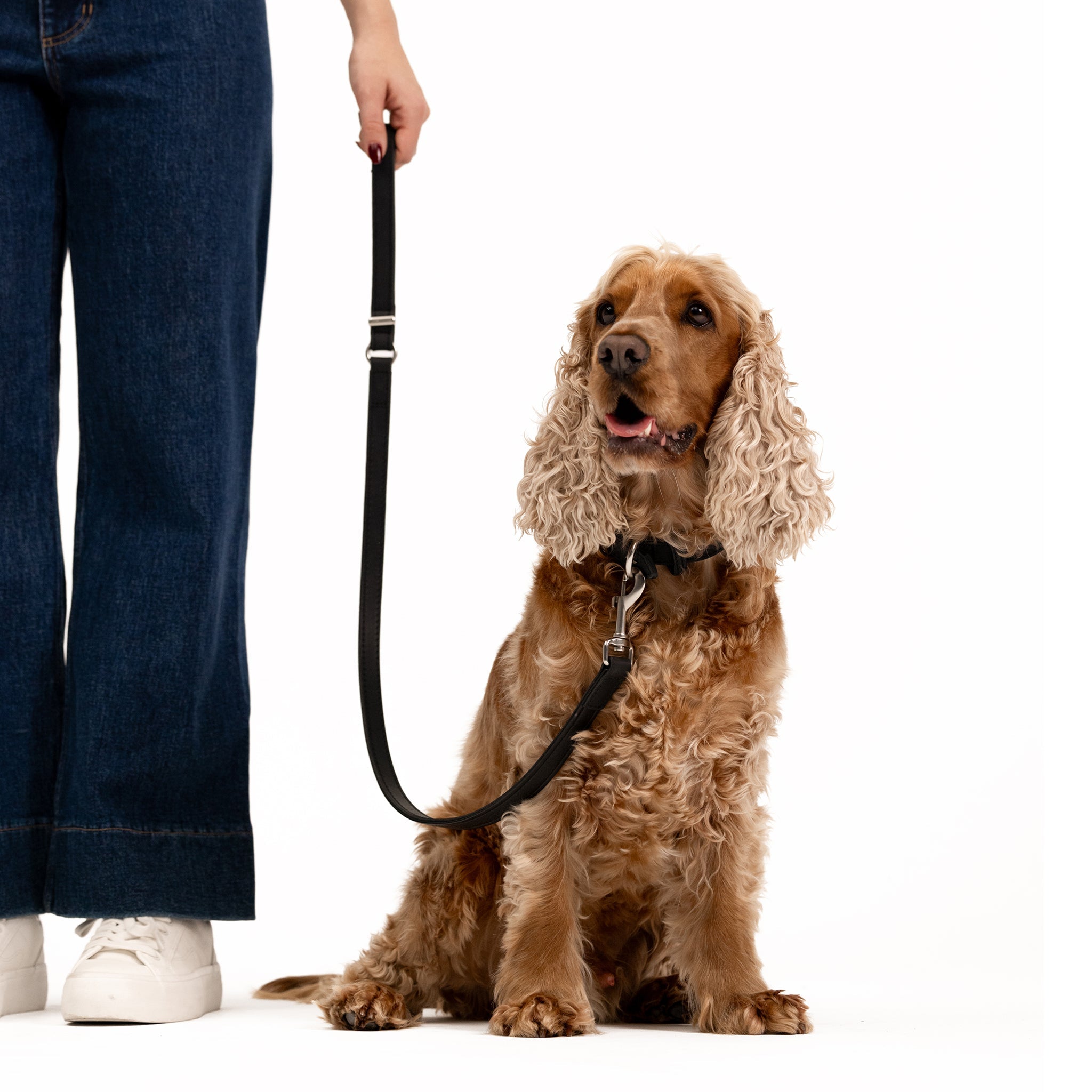 a dog with EzyDog oxford leather leash