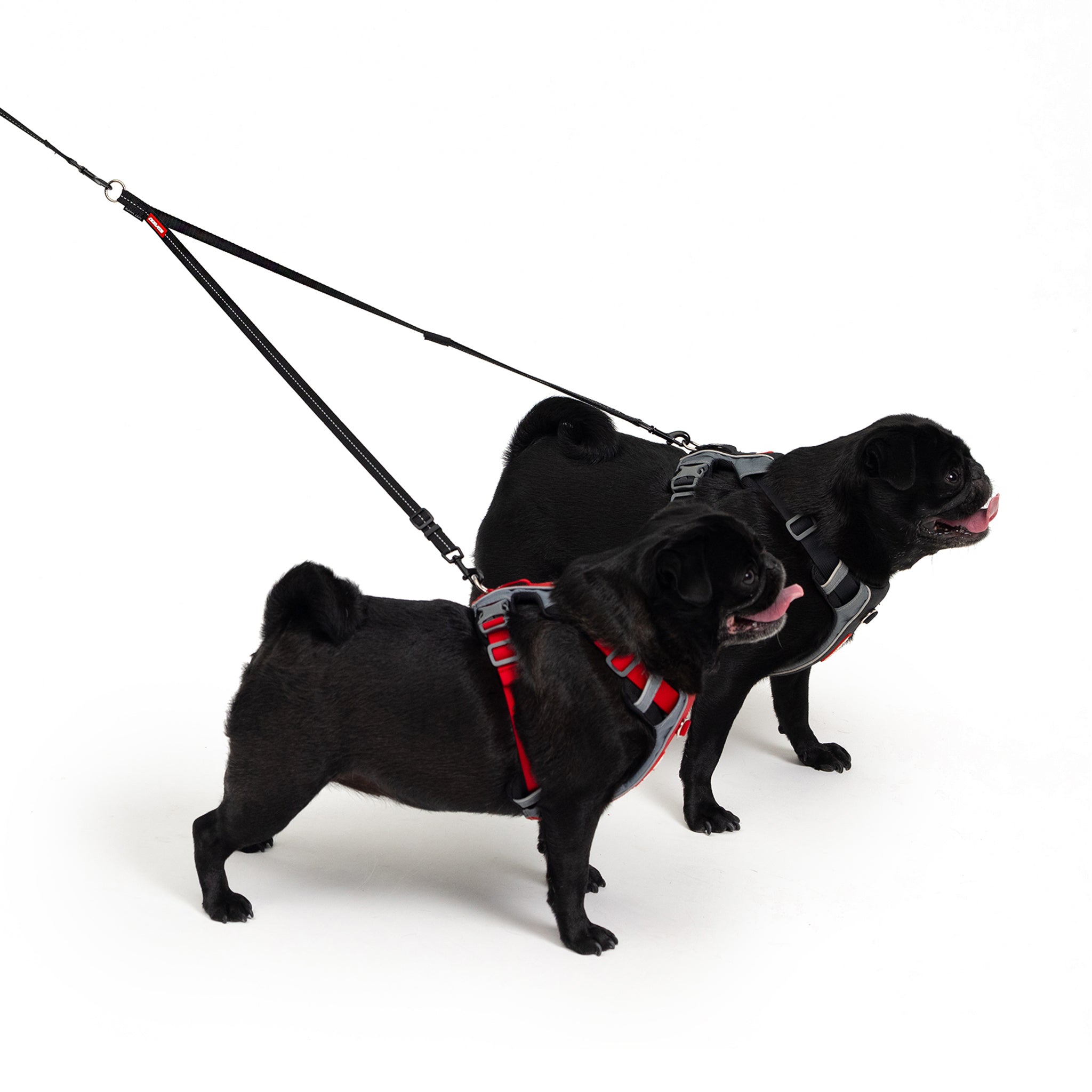 a dog with EzyDog soft touch coupler