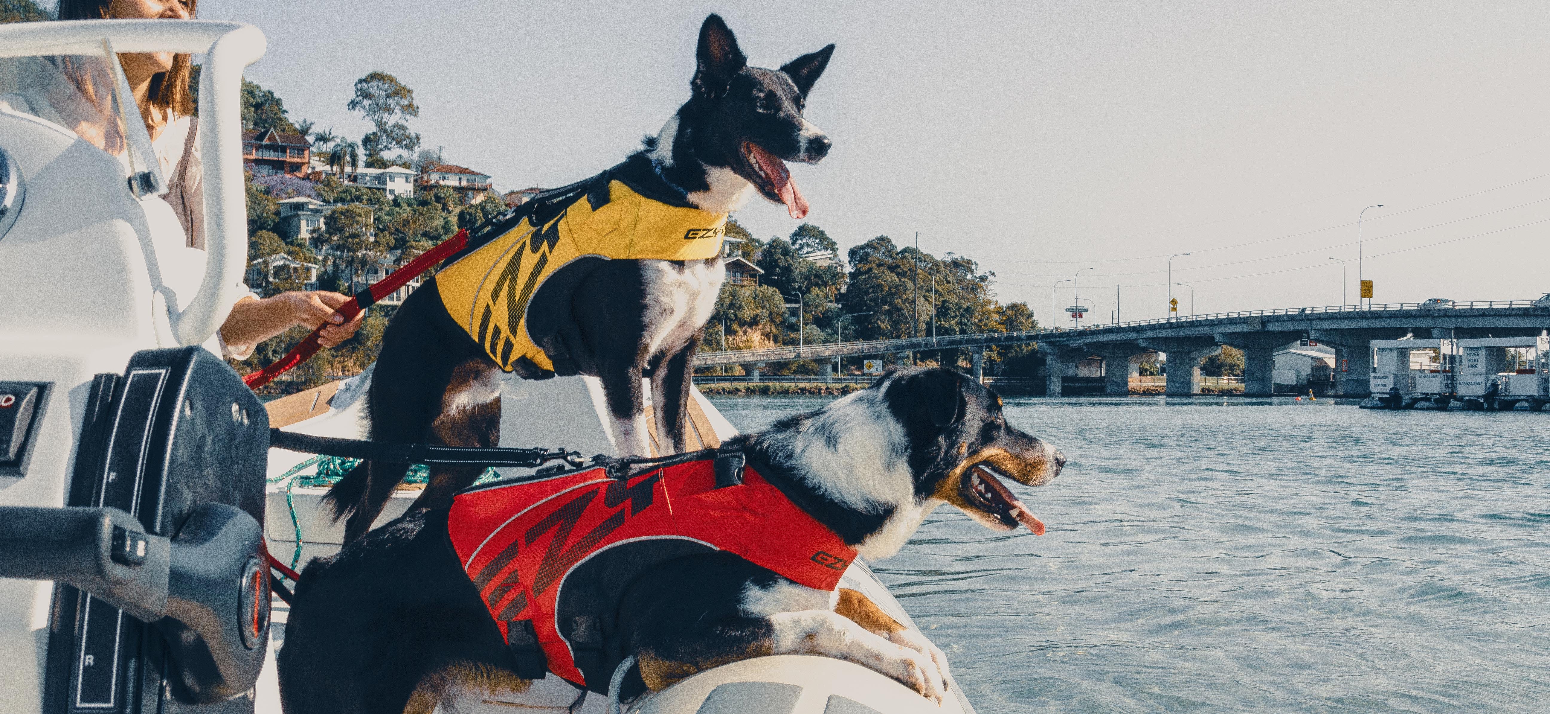Two dogs wearing life jackets on a boat with a bridge and water in the background