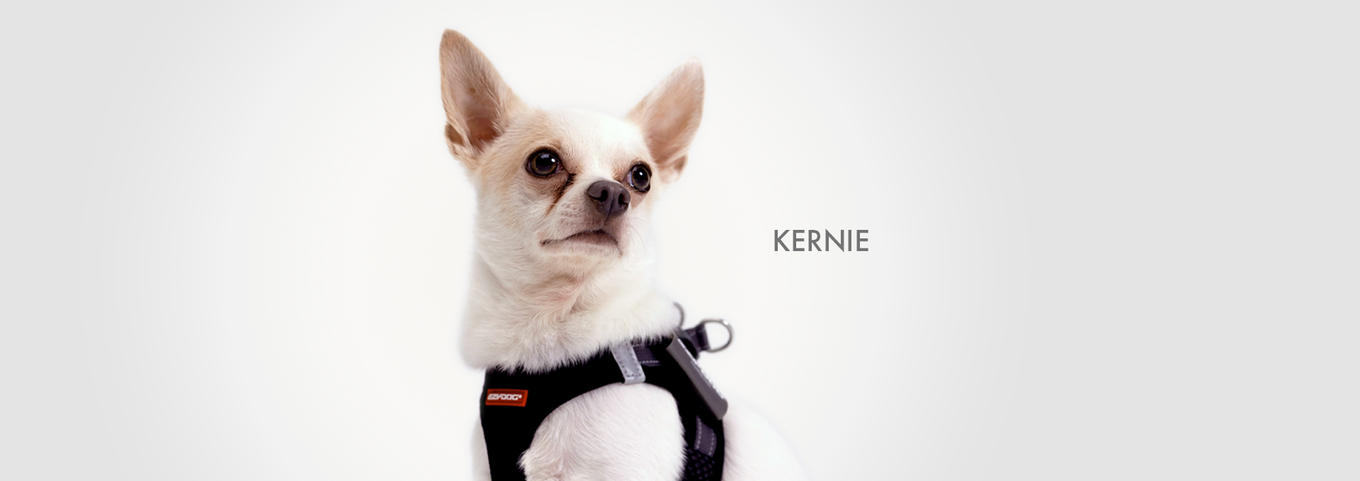 DOGWALK Banner KERNIE - Desktop