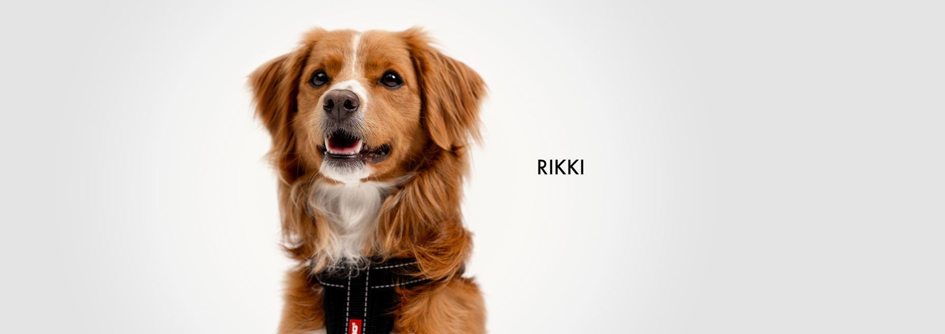 DOGWALK Banner RIKKI - Desktop