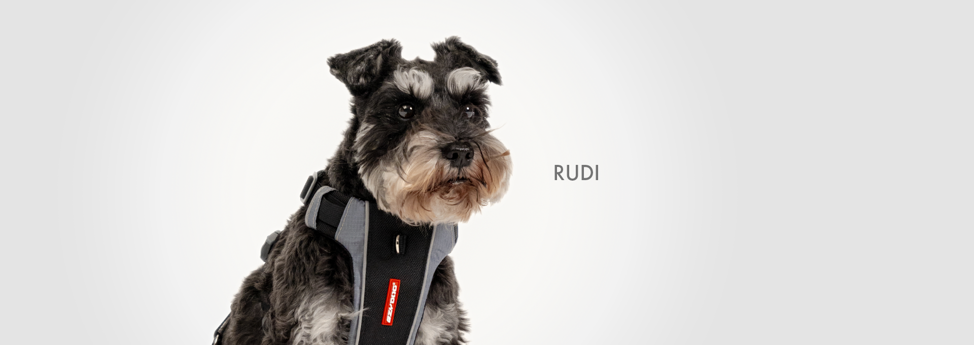 DOGWALK Banner RUDI - Desktop