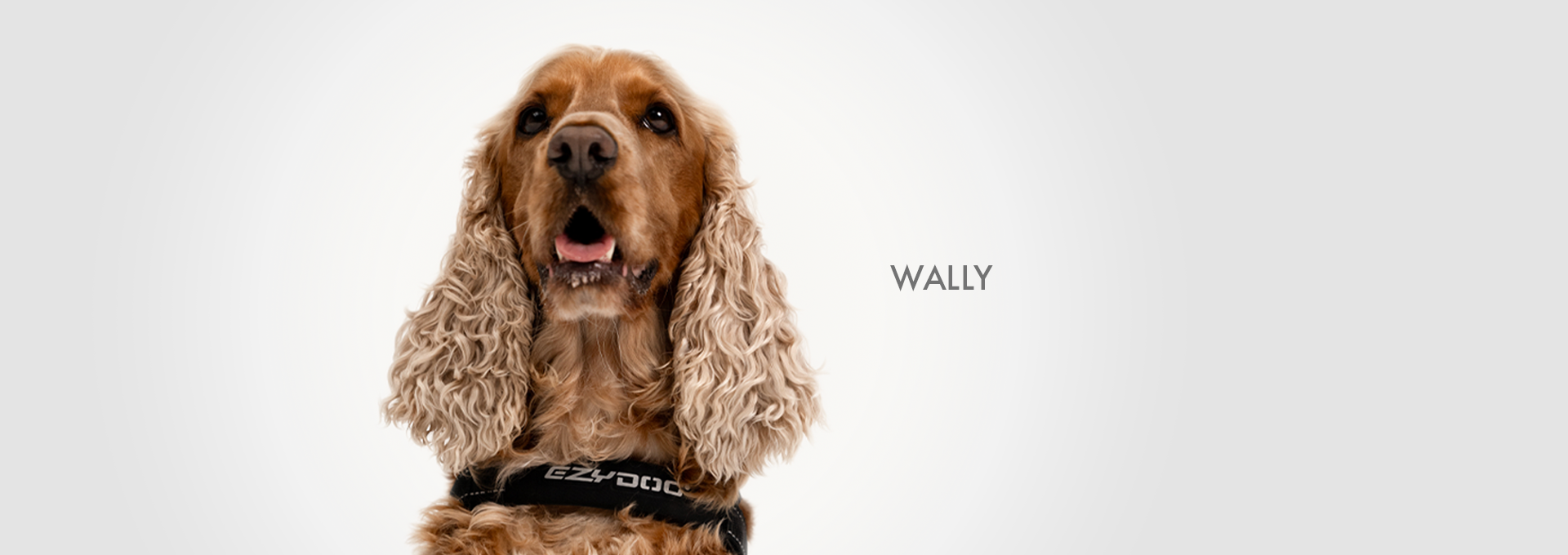 DOGWALK Banner WALLY - Desktop