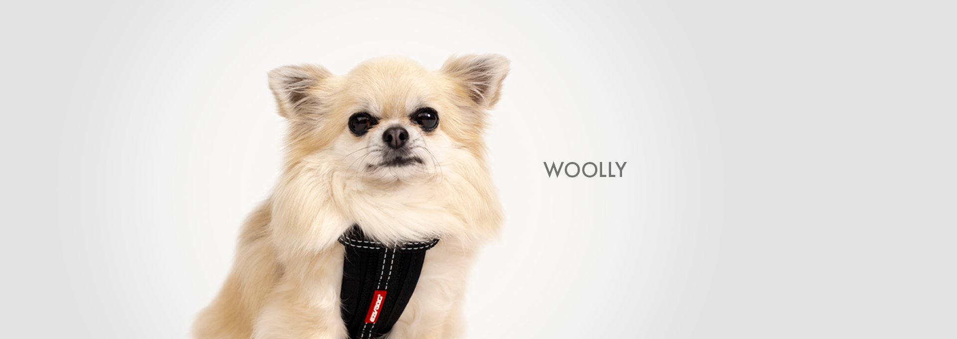 DOGWALK Banner WOOLLY - Desktop