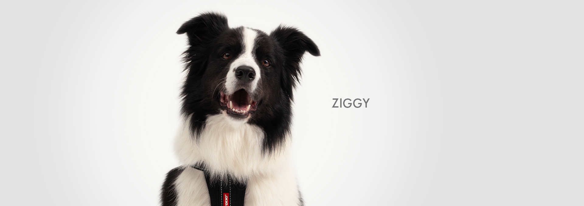DOGWALK Banner ZIGGY - Desktop