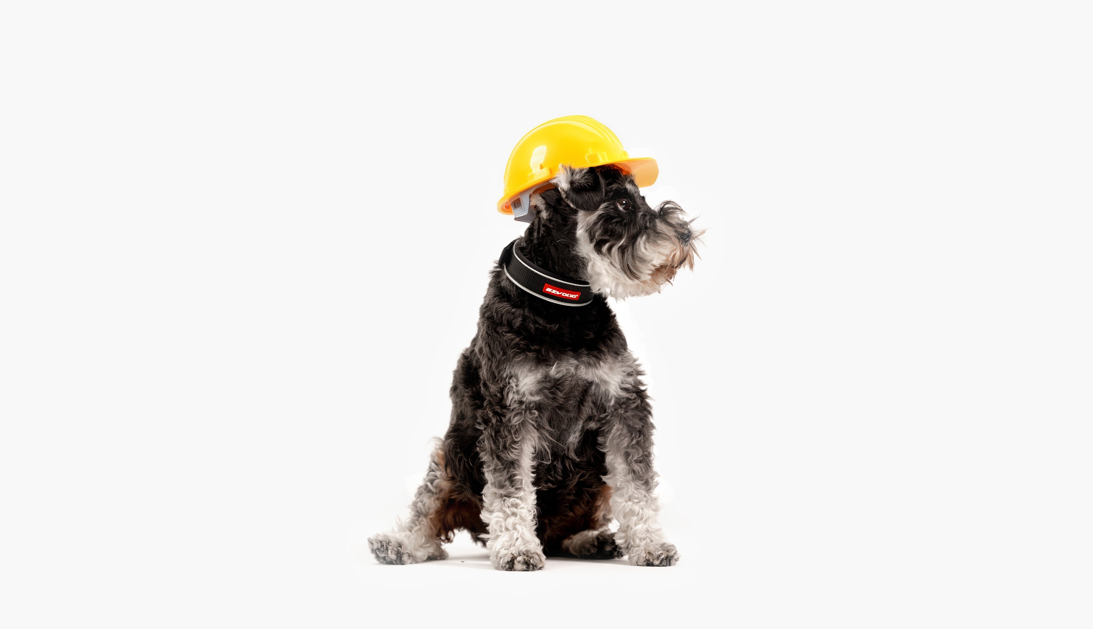 DOGWALK Banner for Rudi construction (desktop) - A dog wearing a hard hat and sitting on a white background.