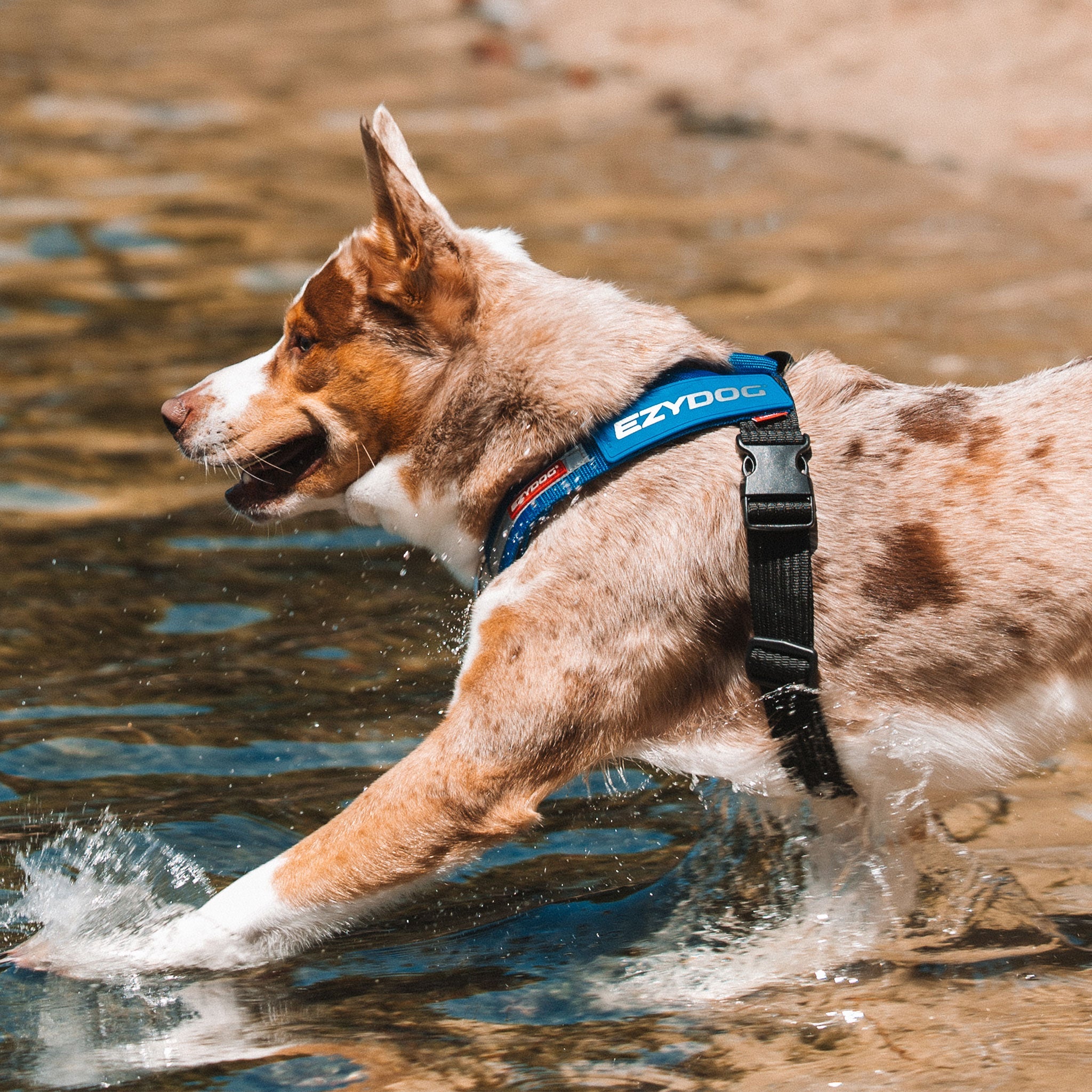 Dog running through water wearing an EzyDog harness