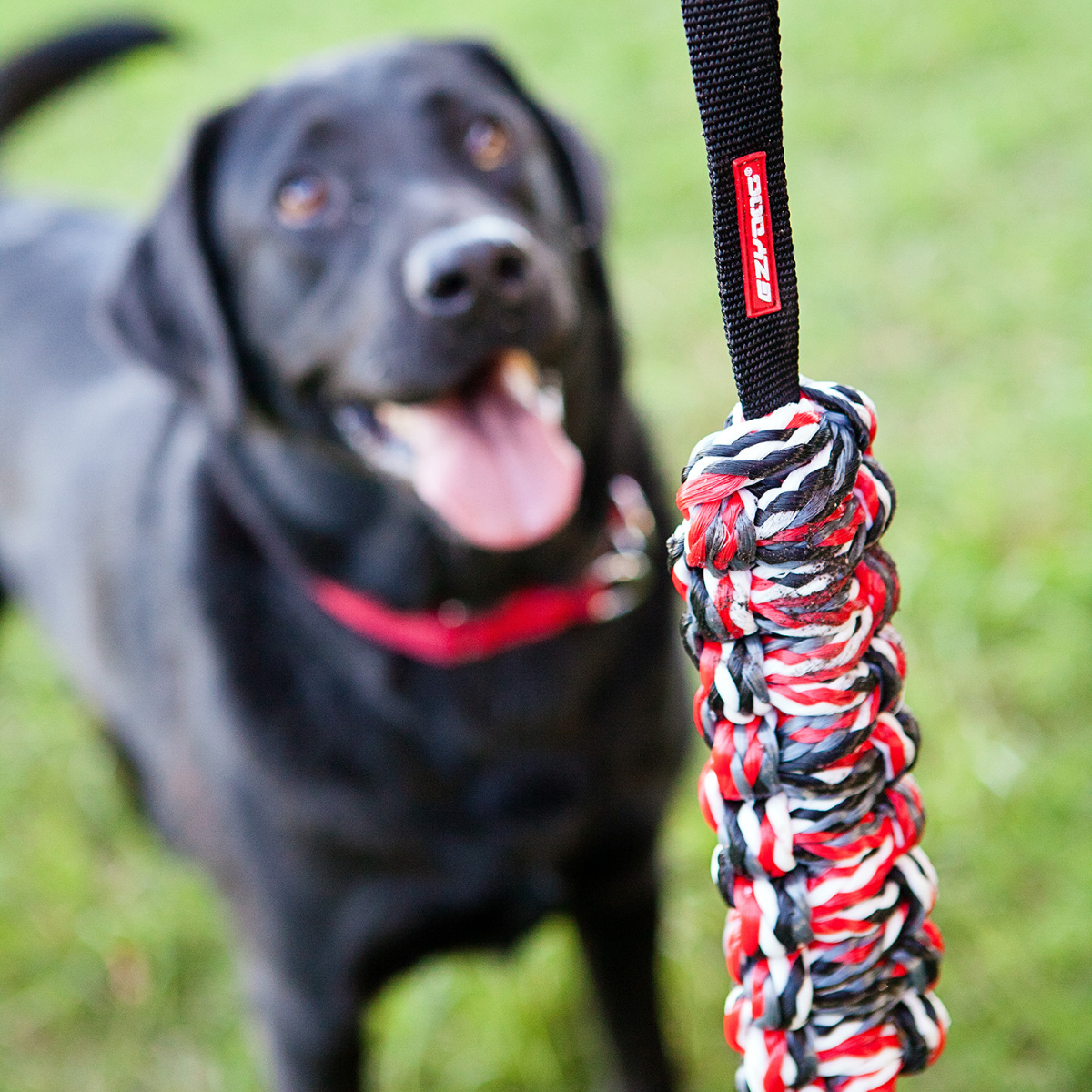 Fetch & Play! Dog Gift Bundle