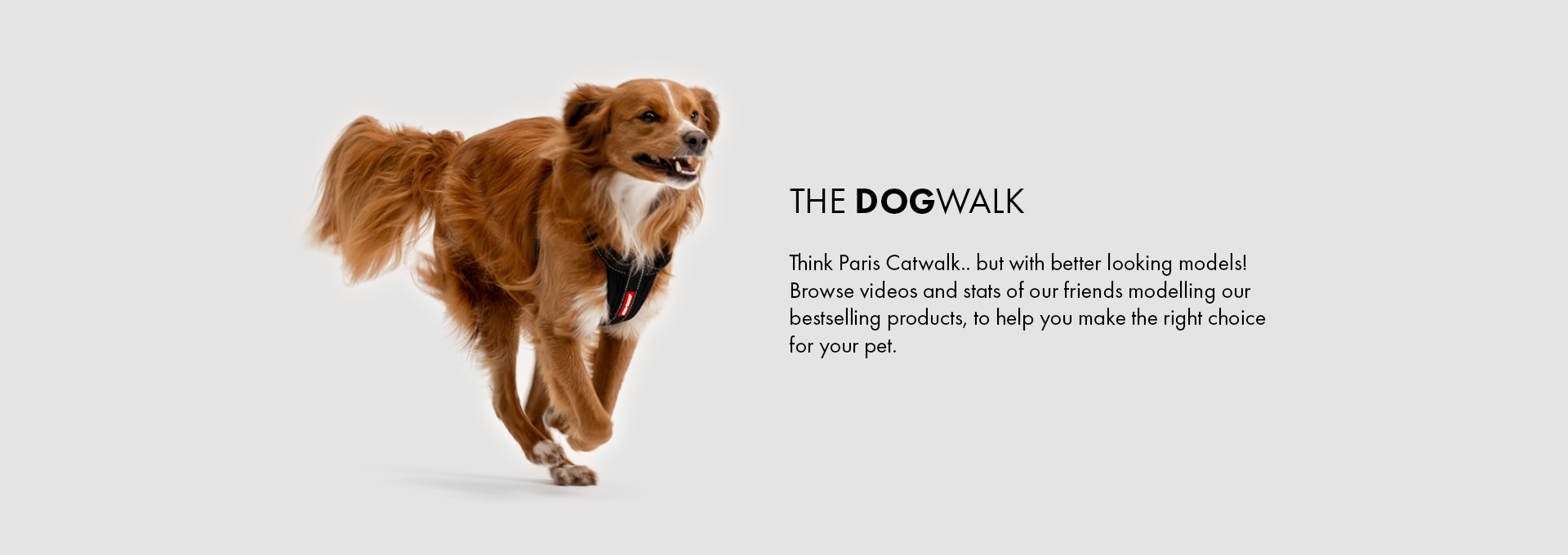 The dog walk banner image