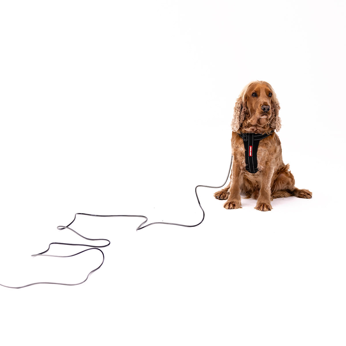 Track n Train Slimline Dog Lead