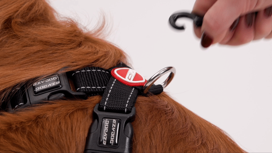 a dog with EzyDog zero shock leash