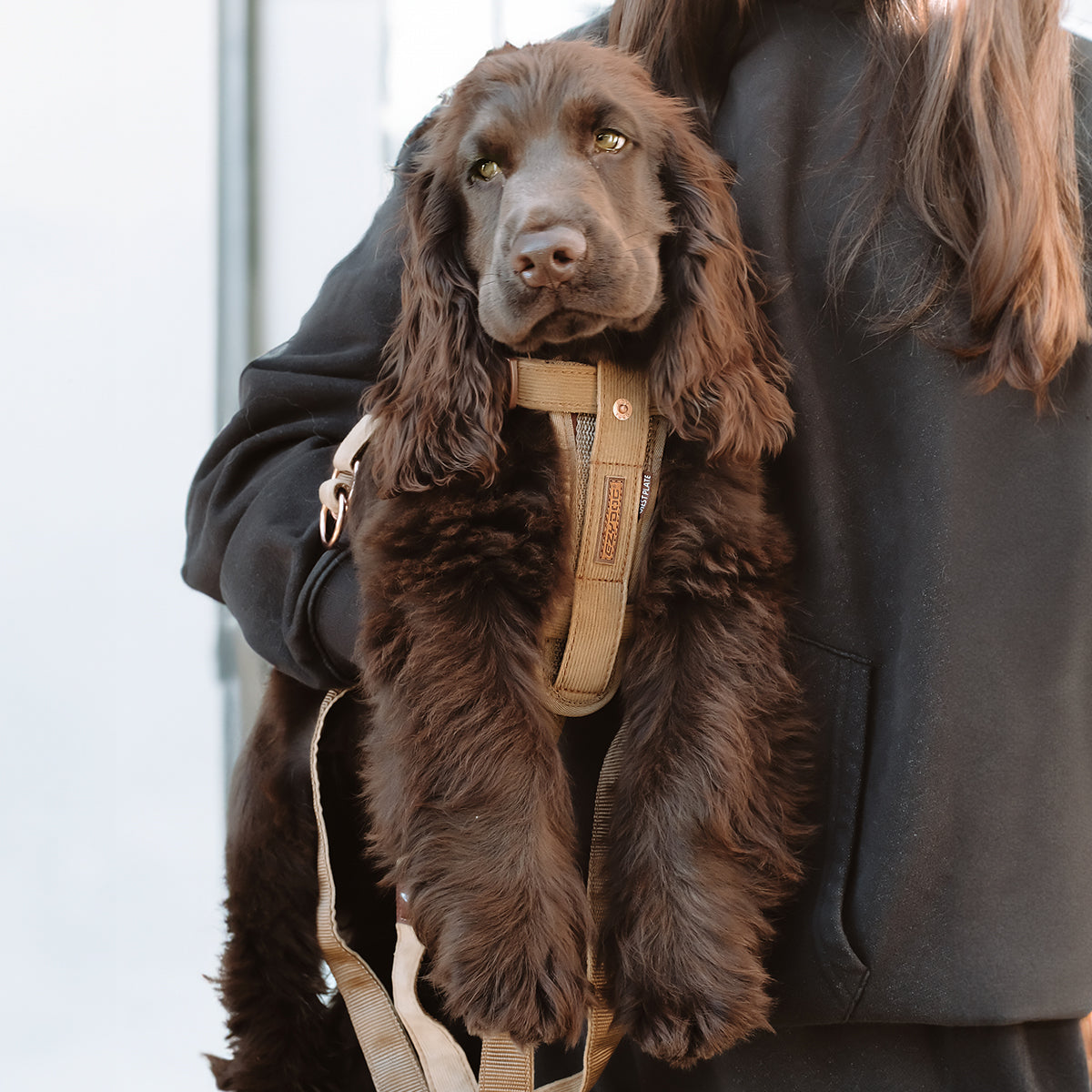 Brown spaniel wearing a tan chest harness, held by an owner in a black hoodie.