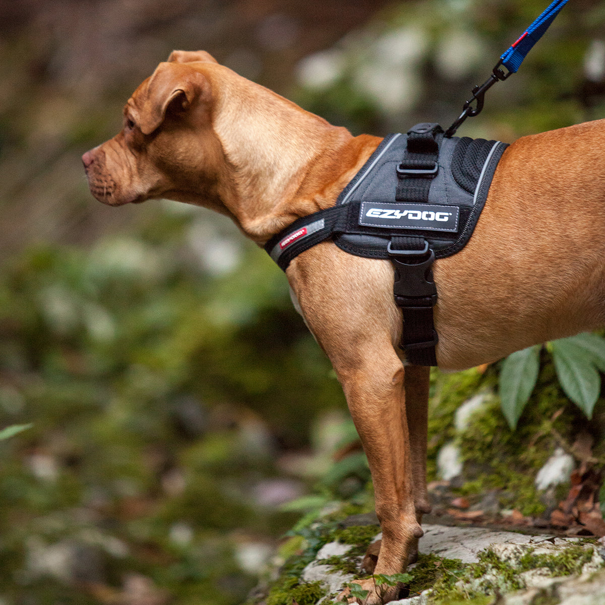 a dog wearing ezydog convert harness