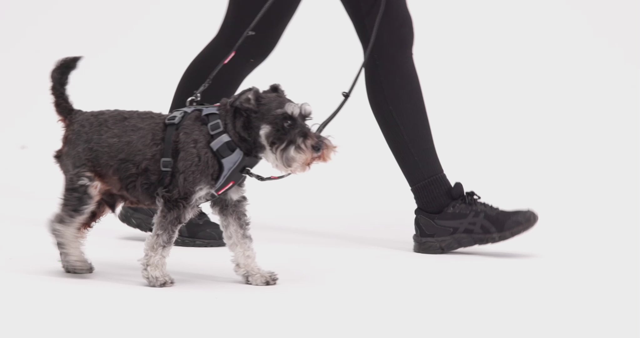 X-link Harness Walkby