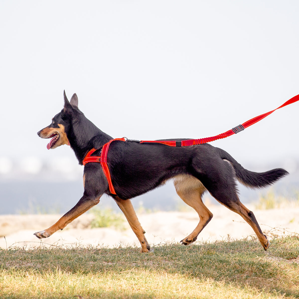 a dog wearing EzyDog Quick fit harness