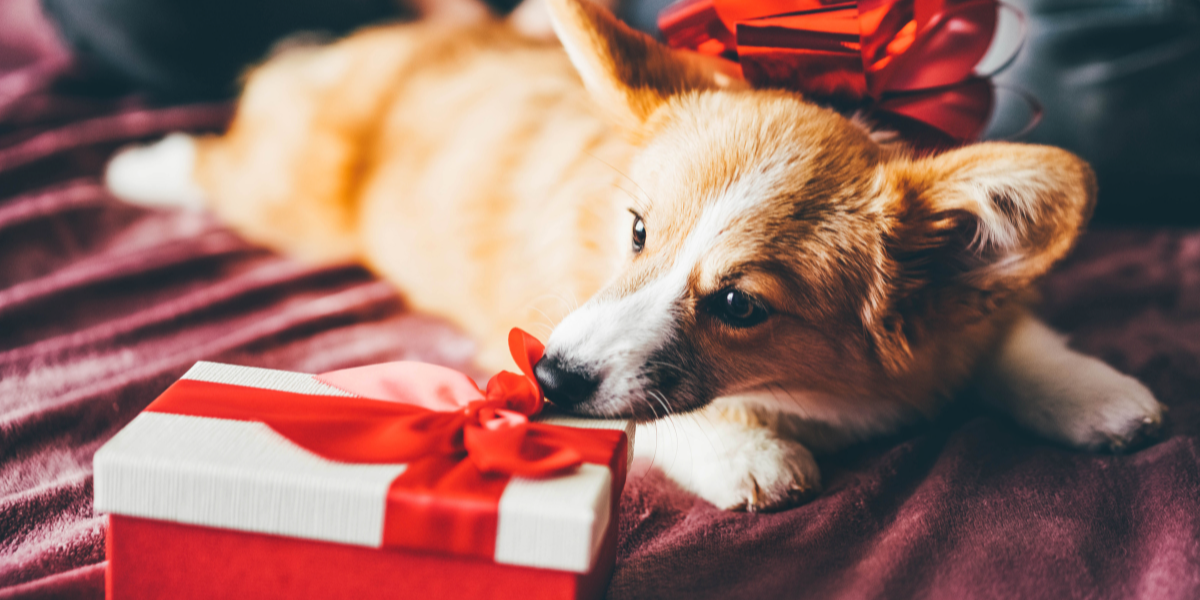 dog snuggled with present looking festive