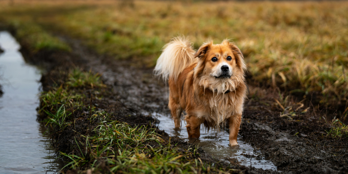 muddy dog stood in puddle in field