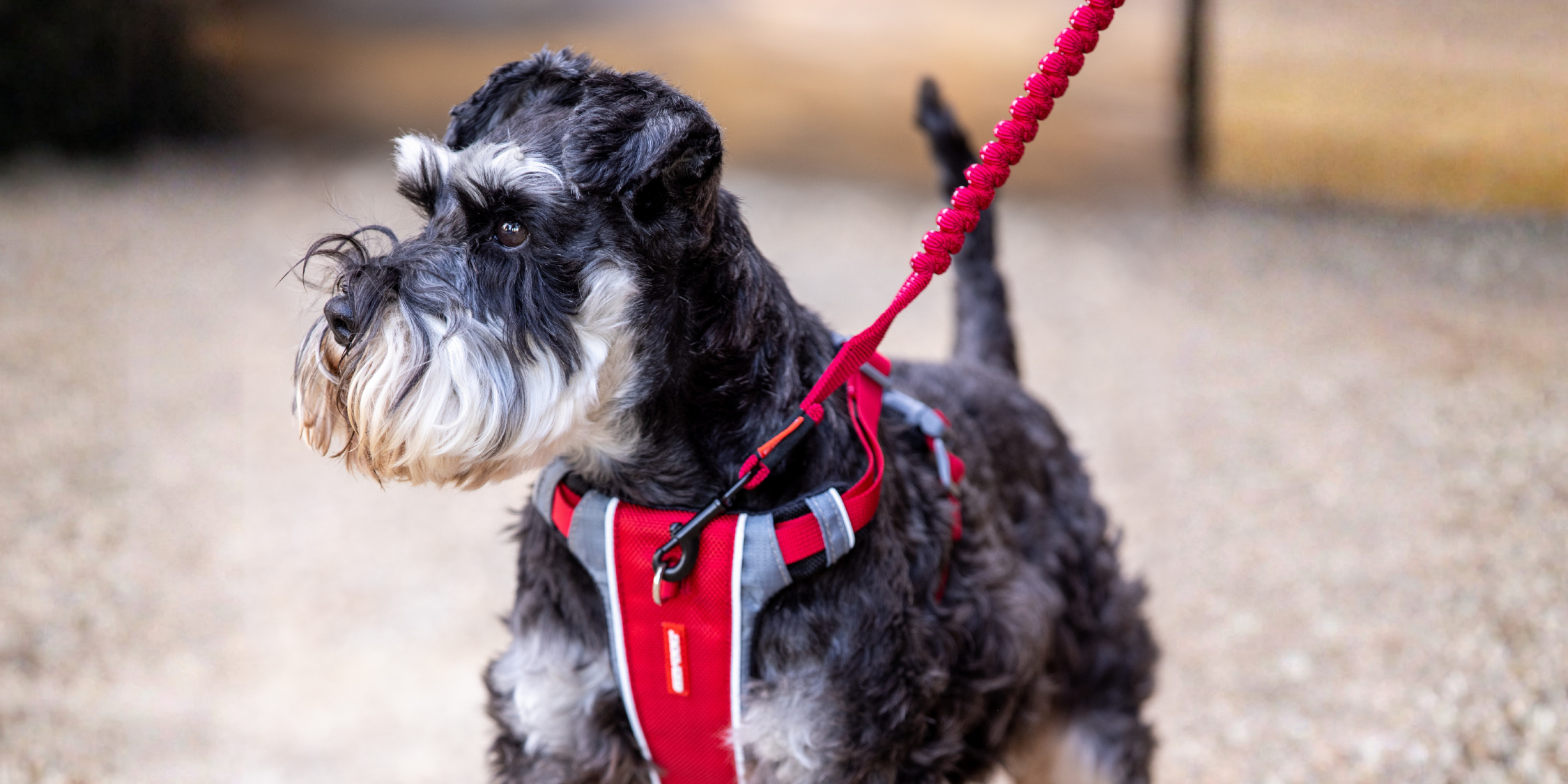 Front Clip vs Back Clip Dog Harness: Which should you choose?