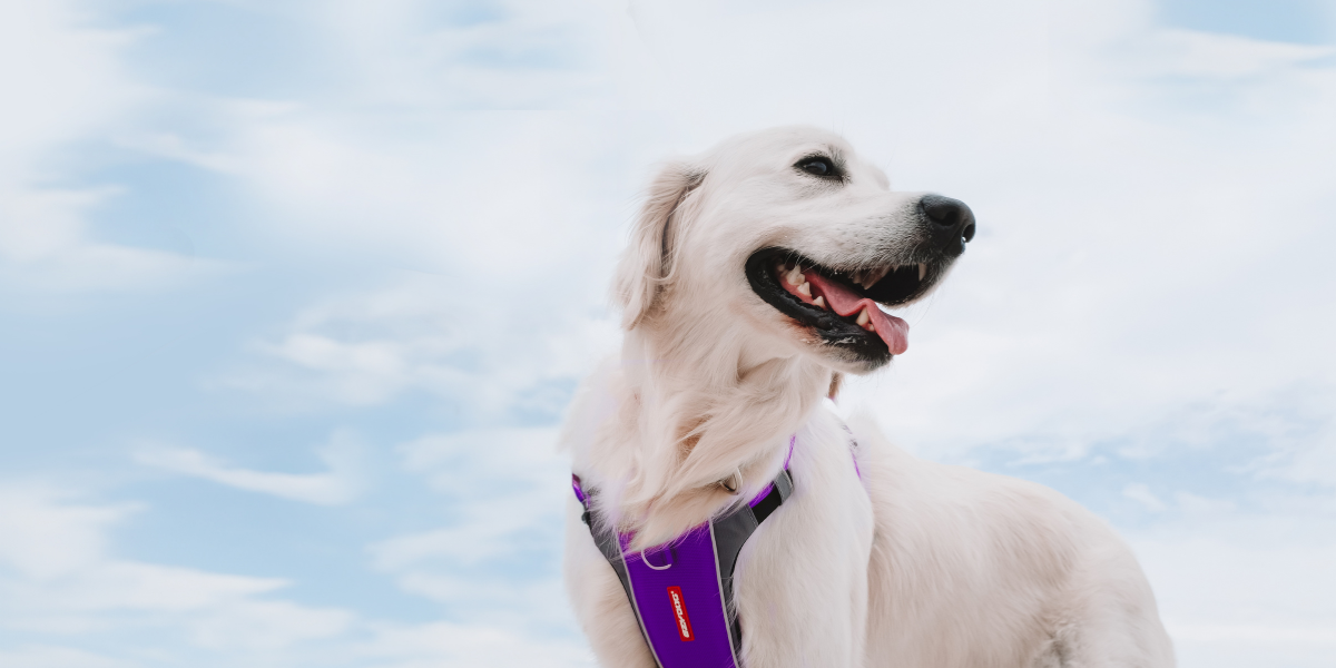 White Labrador dog wearing a purple EzyDog harness outdoors
