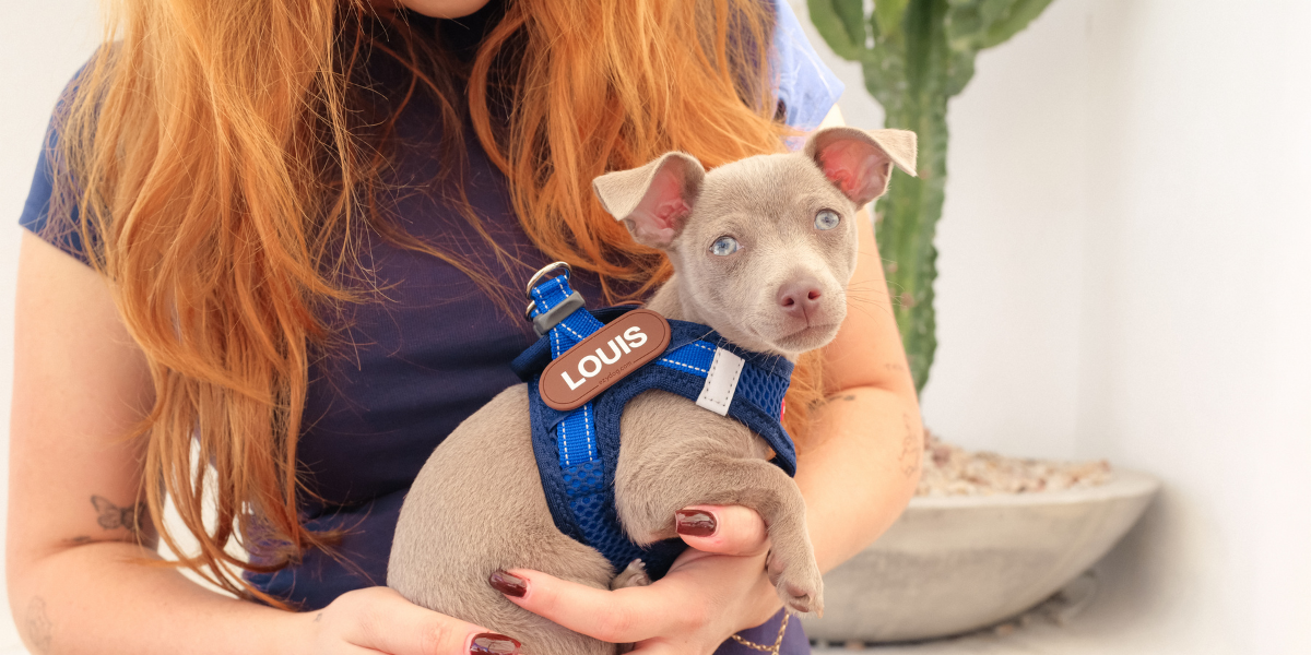 Best Small Dog Harness UK: A Practical Guide for Small Breeds